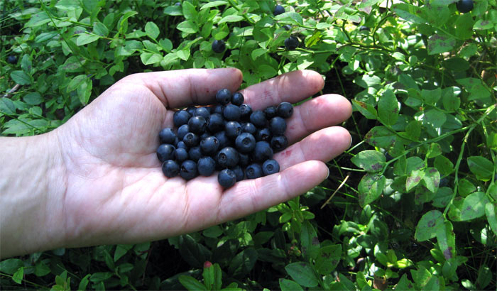 flavonoidi nei mirtilli
